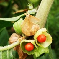 Clinical trials in the UK to study the efficacy of Ashwagandha on COVID 19 patients