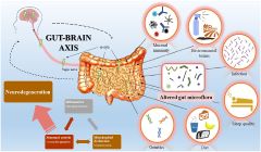 Good microbiome and probiotics key to good health