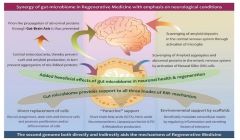 Gut microbiome as a tool in regenerative medicine