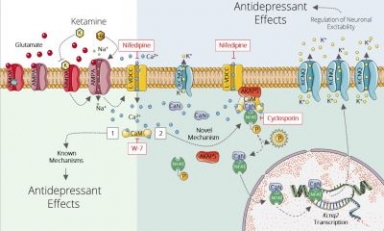 Weizmann’s study sheds new light on a promising antidepressant