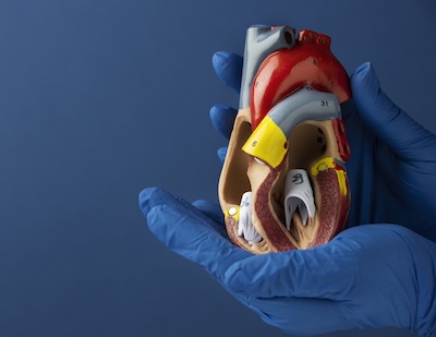 Nearly half of cardiac investigations in men above 30 show abnormalities, claims report